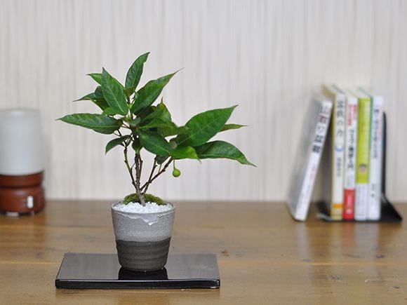 イヌビワ 犬枇杷の盆栽を販売｜盆栽妙 – 盆栽妙 本店