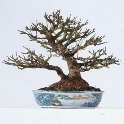 楓　1点もの No.114