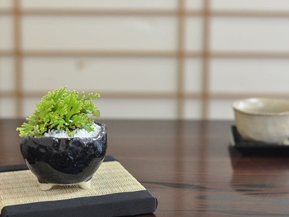 Amazon.co.jp: 岩ひば 苗 九重錦 2.5号 イワヒバ 岩ヒバ 山野草 盆栽 240924 : DIY・工具・ガーデン