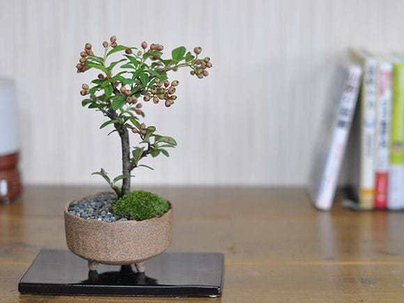 コトネアスター 盆栽 四角鉢アケビ株身がなります