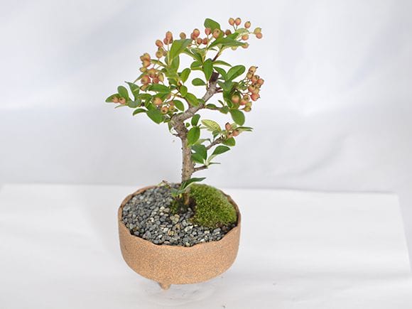 コトネアスター 盆栽 四角鉢アケビ株身がなります