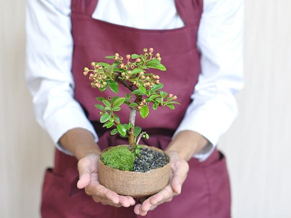 天然水石 赤褐色 盆栽用 赤色天然石 水石 盆栽用