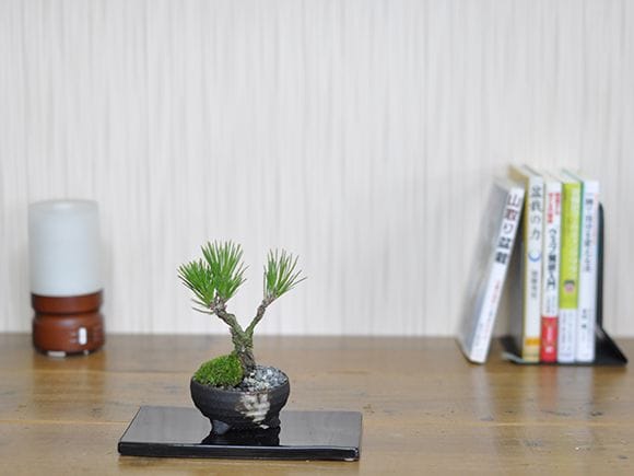 ミニ錦松