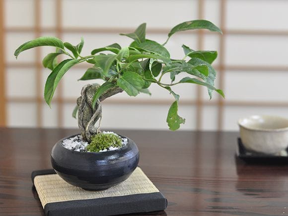 姫コマユミ　ミニ盆栽　小品盆栽　浅鉢　持ち込み品　樹形良い まゆみ小の盆栽を販売｜盆栽妙 – 盆栽妙 本店