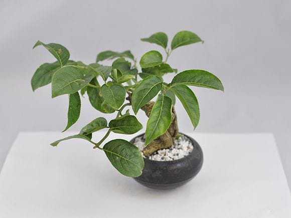 まゆみ小の盆栽を販売｜盆栽妙 – 盆栽妙 本店