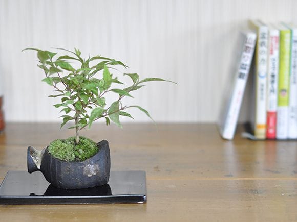 盆栽　紫式部　樹高45cm 楽天市場】盆栽：小紫式部(こむらさきしきぶ)*現品 一点物