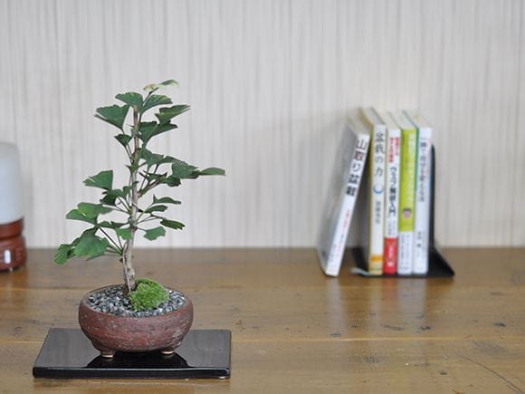 イチョウ 銀杏の盆栽を販売｜盆栽妙 – 盆栽妙 本店