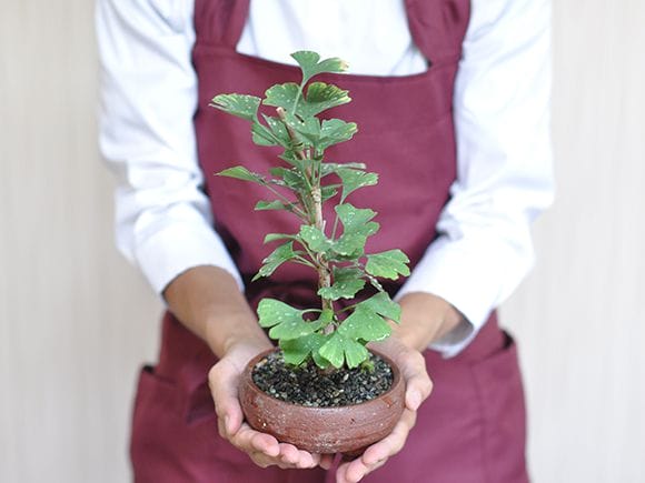 イチョウ 銀杏の盆栽を販売｜盆栽妙 – 盆栽妙 本店