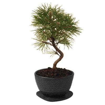 クロマツ 一点もの No.118