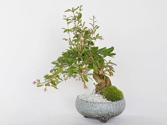 小品盆栽　枸杞　クコ 1284_1.jpg?v=1700495784&width=1946