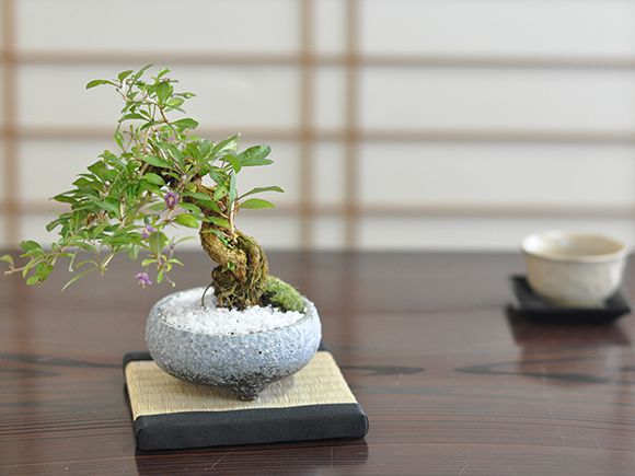 クコ くこ 枸杞の盆栽を販売｜盆栽妙 – 盆栽妙 本店