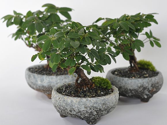 ミニあけびの盆栽を販売｜盆栽妙 – 盆栽妙 本店