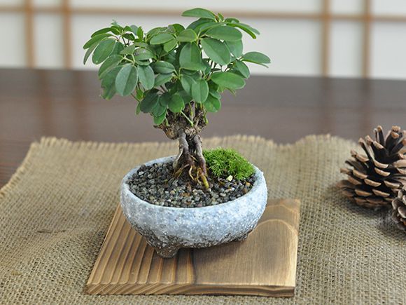ミニあけびの盆栽を販売｜盆栽妙 – 盆栽妙 本店