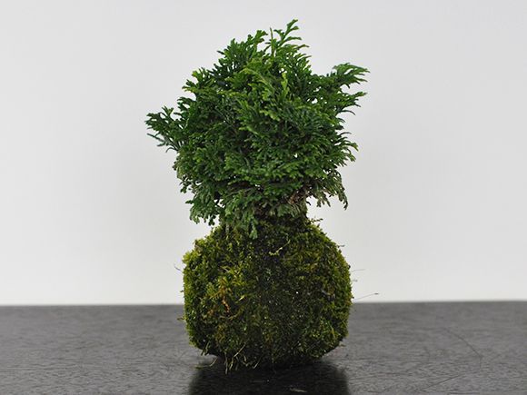 ひのきの苔玉を販売｜盆栽妙 – 盆栽妙 本店