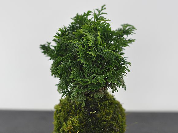 ひのきの苔玉を販売｜盆栽妙 – 盆栽妙 本店