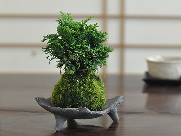 是心　苔鉢　植木鉢　盆栽鉢　苔玉　Bonsai 山野草鉢 是心】苔鉢植木鉢盆栽鉢カケ有りBonsai