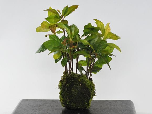 ヤブコウジの苔玉を販売｜盆栽妙 – 盆栽妙 本店