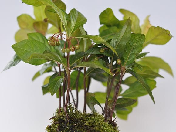 ヤブコウジの苔玉を販売｜盆栽妙 – 盆栽妙 本店