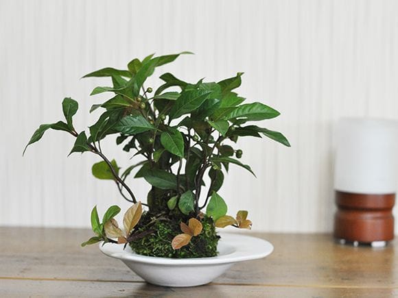 ヤブコウジの苔玉を販売｜盆栽妙 – 盆栽妙 本店