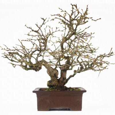 るりびょうたん 1点もの No.120