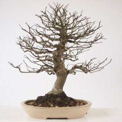 榎　1点もの No.121