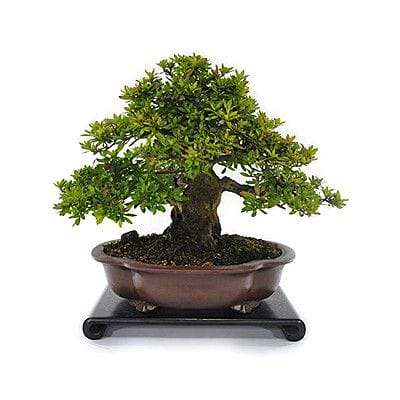 【一点物 匠の盆栽】皐月 大杯