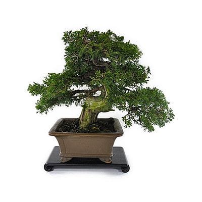 【一点物 匠の盆栽】真柏