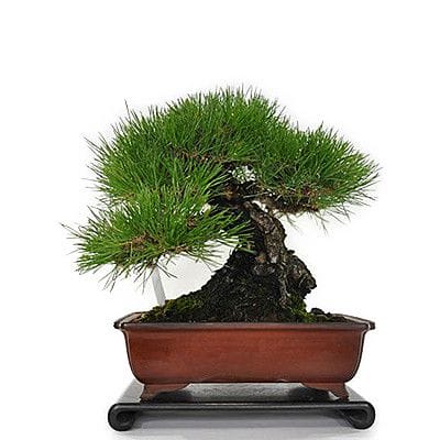 【一点物 匠の盆栽】三河黒松