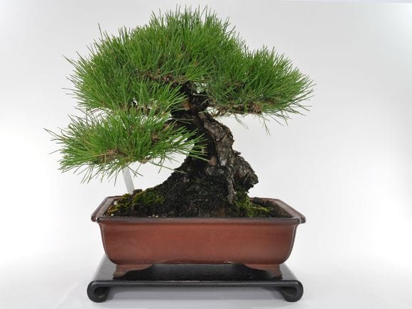 三河盆栽　黒松　盆栽 三河黒松盆栽🪴 盆栽界でも代表的な種類である松の中でも人気の