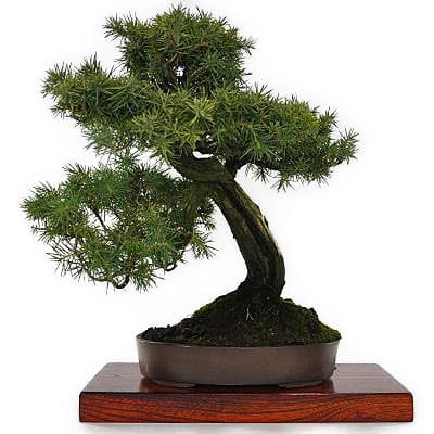 【一点物 匠の盆栽】杜松