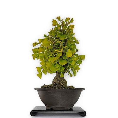 【一点物 匠の盆栽】乳イチョウ