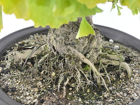 一点物 匠の盆栽】乳イチョウの盆栽を販売｜盆栽妙 – 盆栽妙 本店