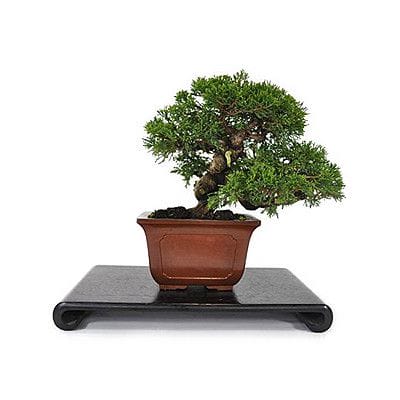 【一点物 匠の盆栽】糸魚川真柏