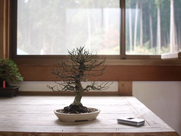 36. イチョウ盆栽　新品　1点もの　観葉植物　人工芝 36. イチョウ盆栽 新品 1点もの 観葉植物 人工芝 【公式通販】