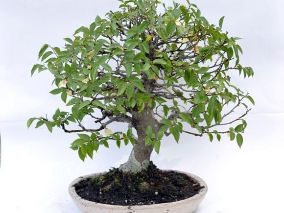 榎 1点もの No.121の盆栽を販売｜学べる盆栽妙 – 盆栽妙 本店