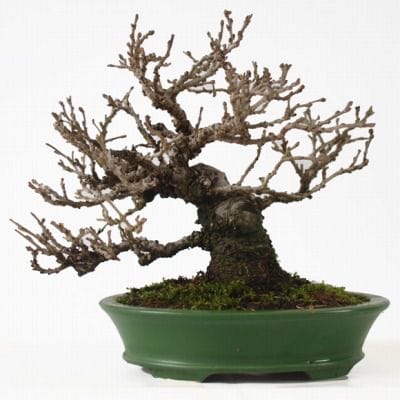 姫桑　1点もの No.122