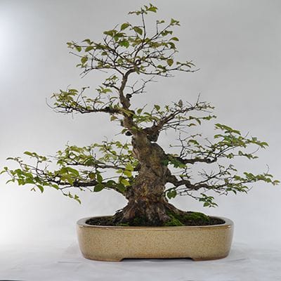 【一点物 匠の盆栽】サルスベリ