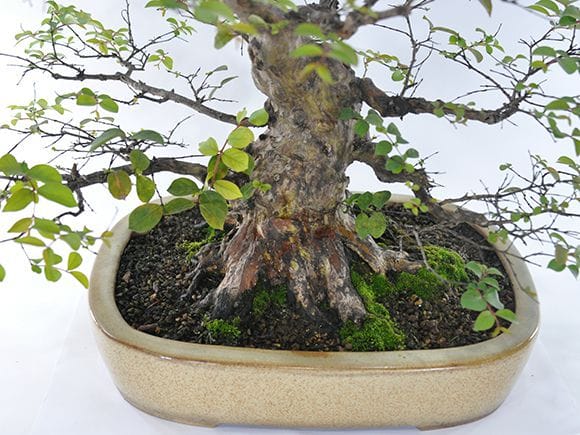 一点物 匠の盆栽】サルスベリの盆栽を販売|盆栽妙 – 盆栽妙 本店 一点物 匠の盆栽】サルスベリの盆栽を販売|盆栽妙 – 盆栽妙 本店