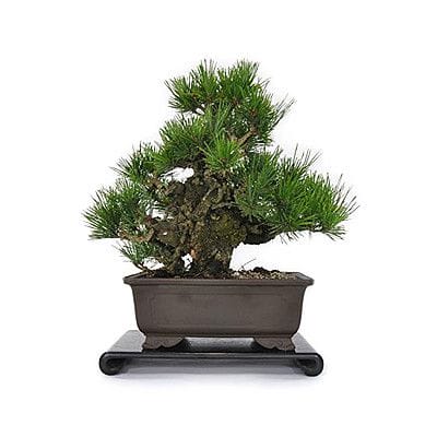 【一点物 匠の盆栽】夢錦