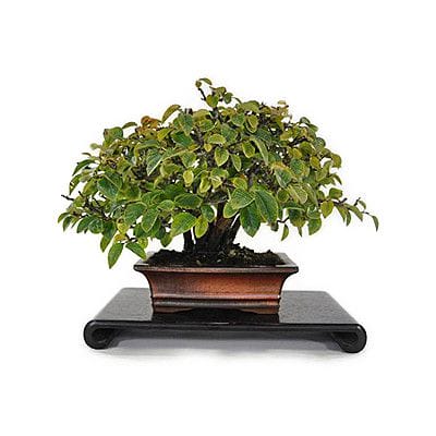 【一点物 匠の盆栽】カリン