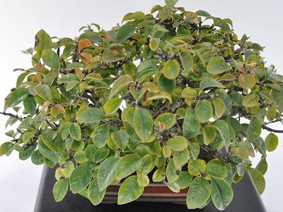 一点物 匠の盆栽】カリンの盆栽を販売｜盆栽妙 – 盆栽妙 本店