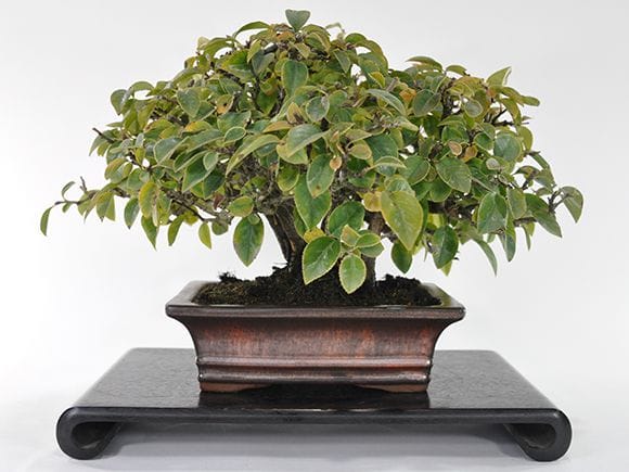 一点物 匠の盆栽】カリンの盆栽を販売｜盆栽妙 – 盆栽妙 本店