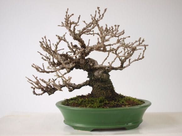 姫桑(ヒメクワ) 盆栽 2021.04.07…「姫桑（ヒメクワ）」の花芽 | 喫緊の刹那