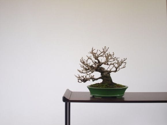 姫桑 1点もの No.122の盆栽を販売｜学べる盆栽妙 – 盆栽妙 本店