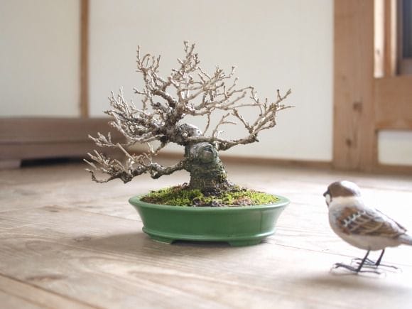 姫桑(ヒメクワ) 盆栽 姫桑(ヒメクワ) 盆栽 姫桑 盆栽 樹高7.5cm ミニ 模様 枝付き抜群