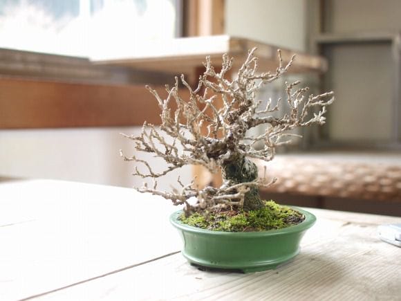 姫桑 1点もの No.122の盆栽を販売｜学べる盆栽妙 – 盆栽妙 本店