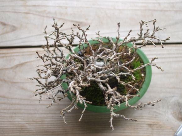 姫桑 1点もの No.122の盆栽を販売｜学べる盆栽妙 – 盆栽妙 本店
