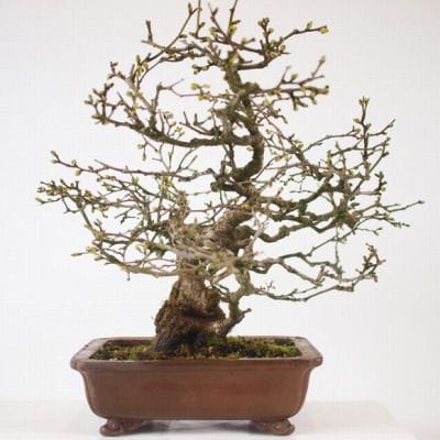 るりびょうたん 1点もの No.123