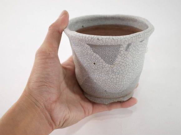 【信楽焼】【植木鉢】白マットウチョウラン鉢 3.5号鉢