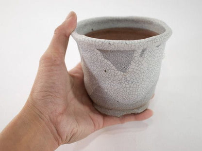 【信楽焼】【植木鉢】白マットウチョウラン鉢 3.5号鉢
